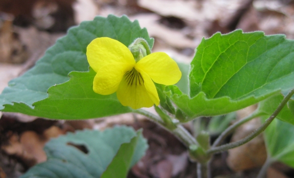 Downy Yellow Violet [Viola  pubescens]