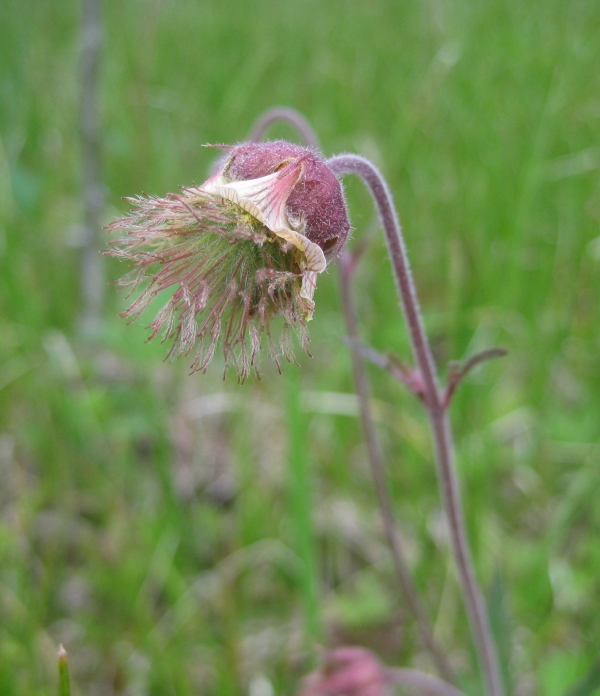 Water Avens [Geum rivale]