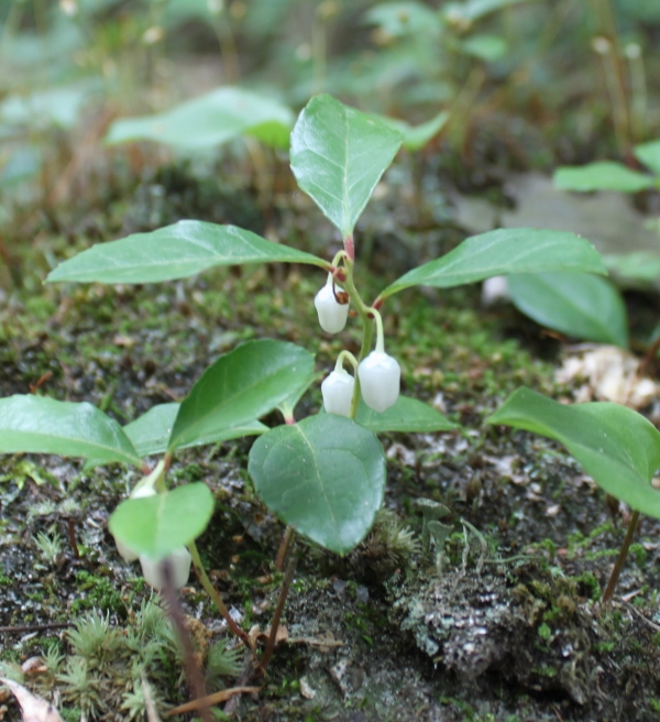 Wintergreen [Gaultheria procumbens]
