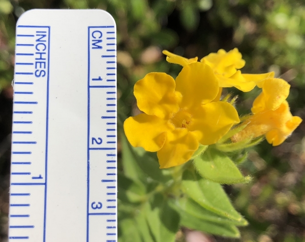 Hoary puccoon [Lithospermum canescens]
