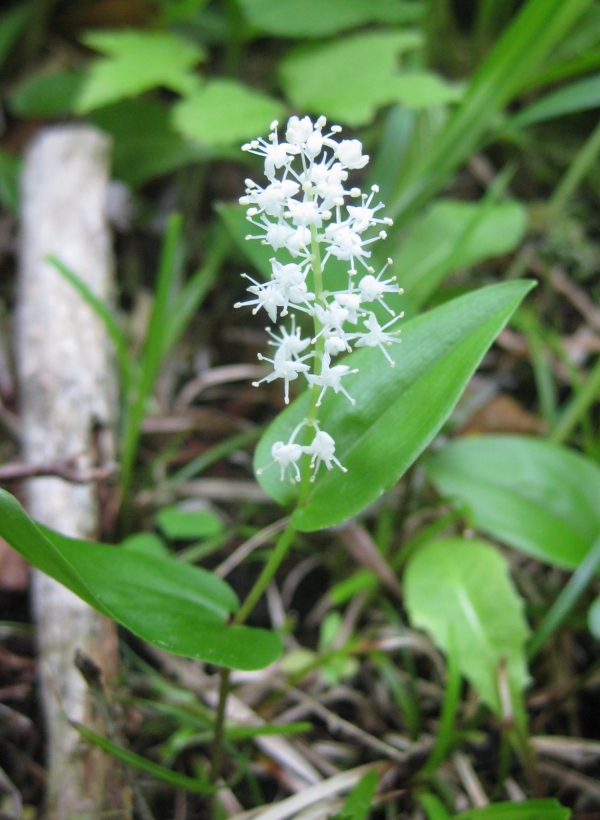 Wild Lily of the Valley [Maianthemum canadense]