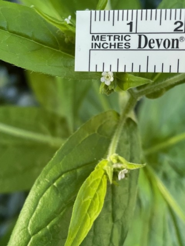 Virginia stickweed [Hackelia virginiana]