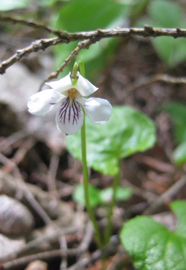 Northern White Violet [Viola pallens]