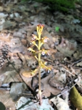 Spotted coral-root