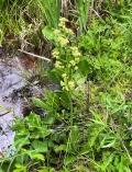 Swamp saxifrage