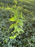 Virginia stickweed