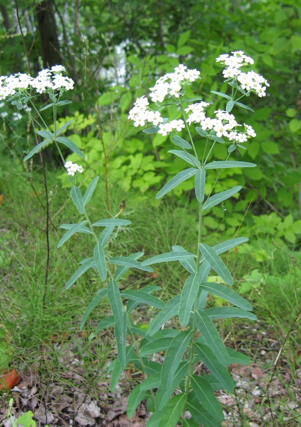 Flowering Spurge [Euphorbia corolatta]