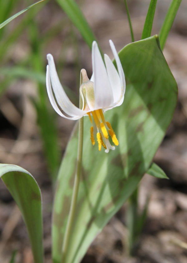 White Trout-lily [Erythronium albidum]