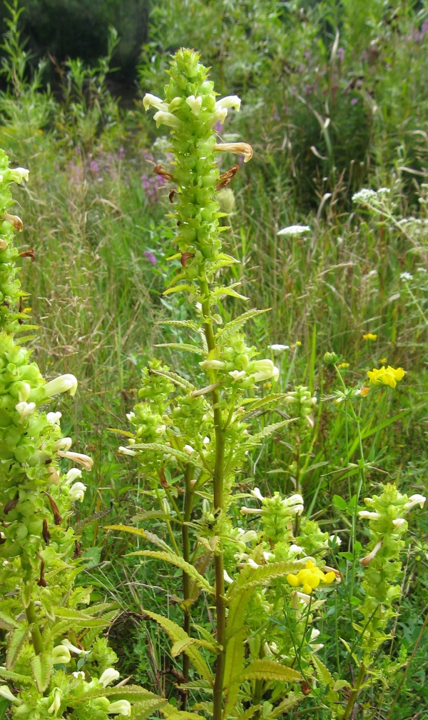Swamp Lousewort [Pedicularis lanceolata]