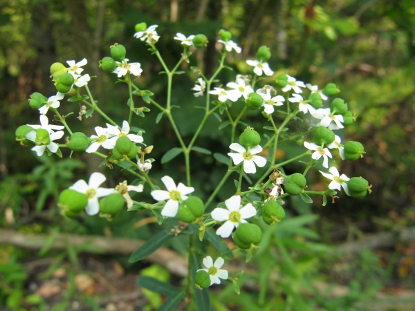 Flowering Spurge [Euphorbia corollata]