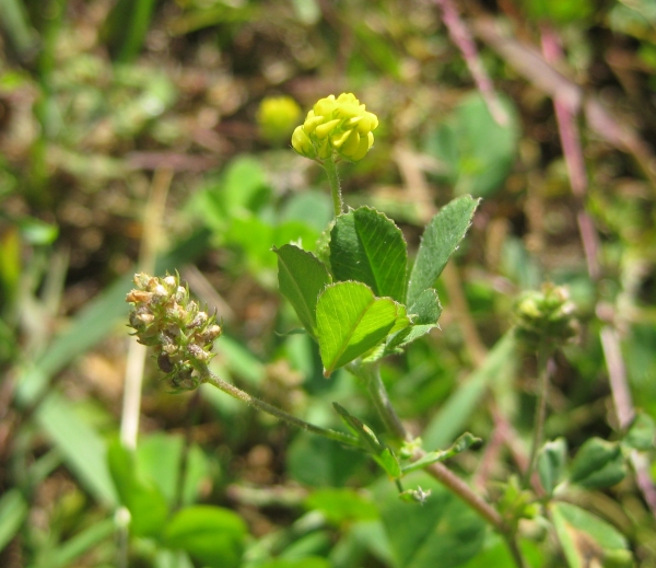 Smaller Hop clover [Trifolium procumbens]
