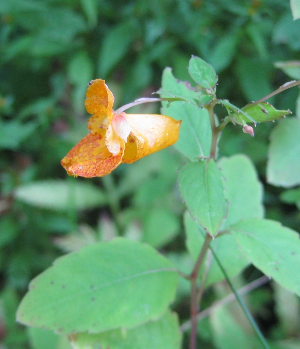 Spotted Touch Me Not [Impatiens capensis]