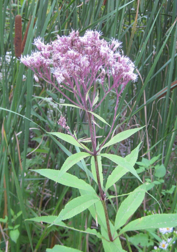 Spotted Joe-Pye Weed [Eupatorium maculatum]