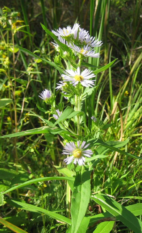 Smooth Aster [Aster laevis]