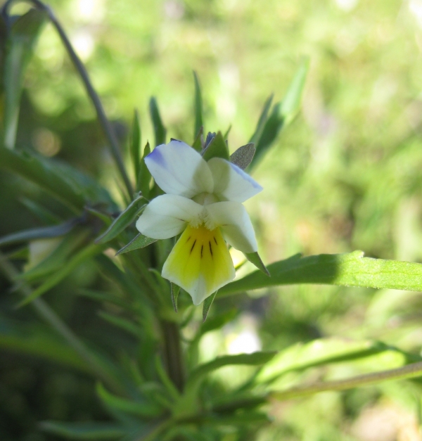 Field Pansy [Viola kitaibeliana]