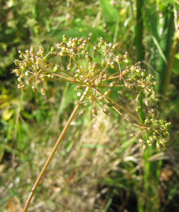 Water Hemlock [Cicuta maculata]