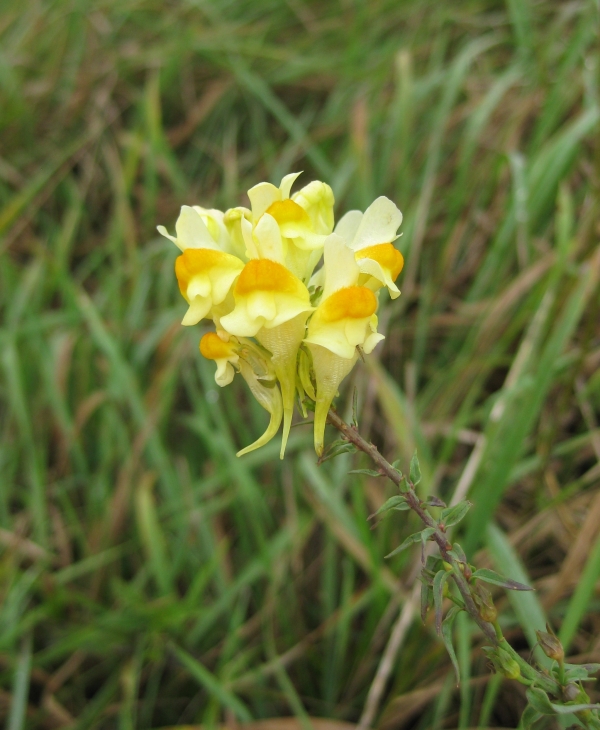 Butter and Eggs [Linaria vulgaris]