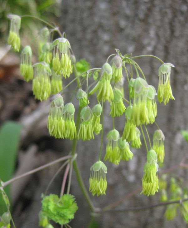 Early Meadow Rue [Thalictrum dioicum]