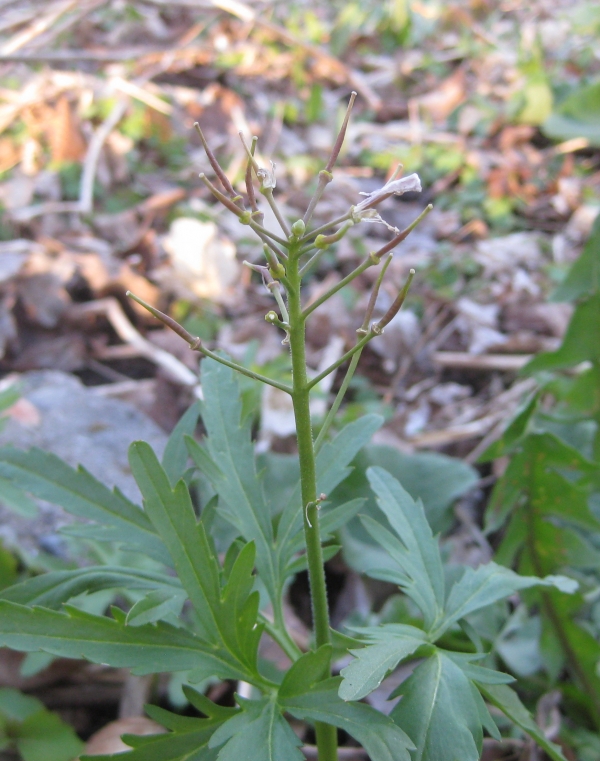 Cut-Leaved Toothwort [Dentaria laciniata]