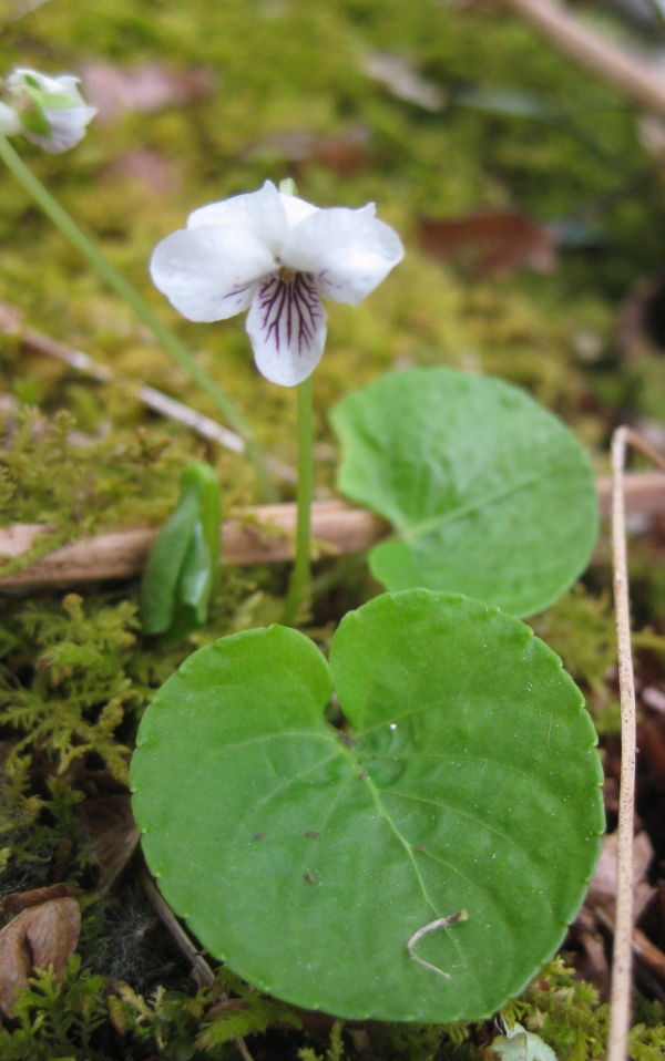 Sweet White violet [Viola blanda]