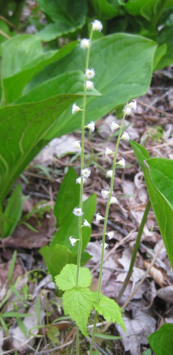 Miterwort [Mitella diphylla]