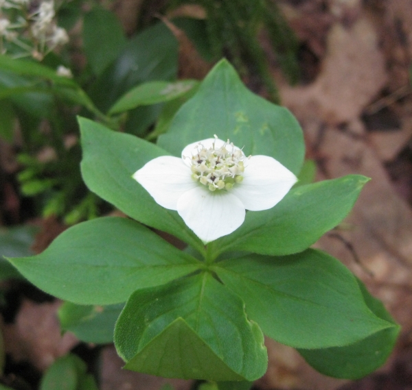 Bunchberry [Cornus canadensis]