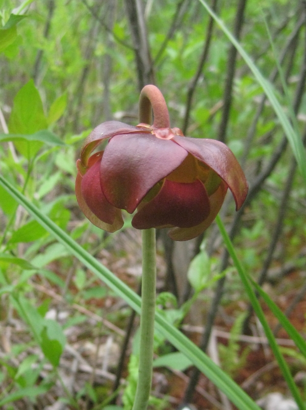 Pitcher Plant [Sarracenia purpurea]