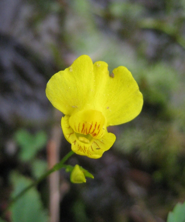 Bladderwort [Utricularis]