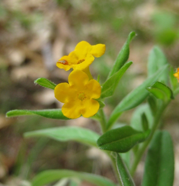 Hoary Puccoon [Lithospermum canescens]