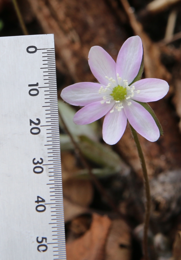 Sharp-Lobed Hepatica [Hepatica acutiloba]