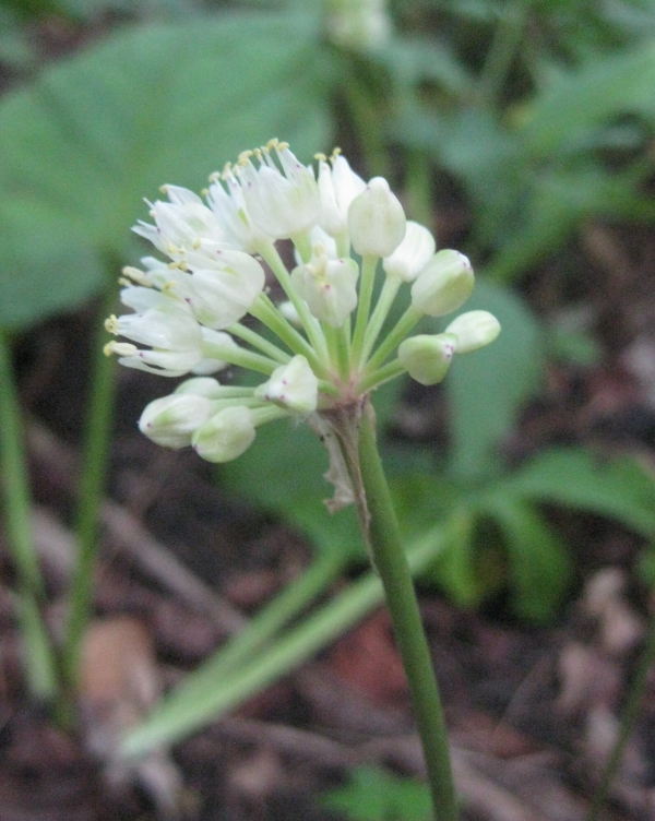 Wild Leek [Allium tricoccum]