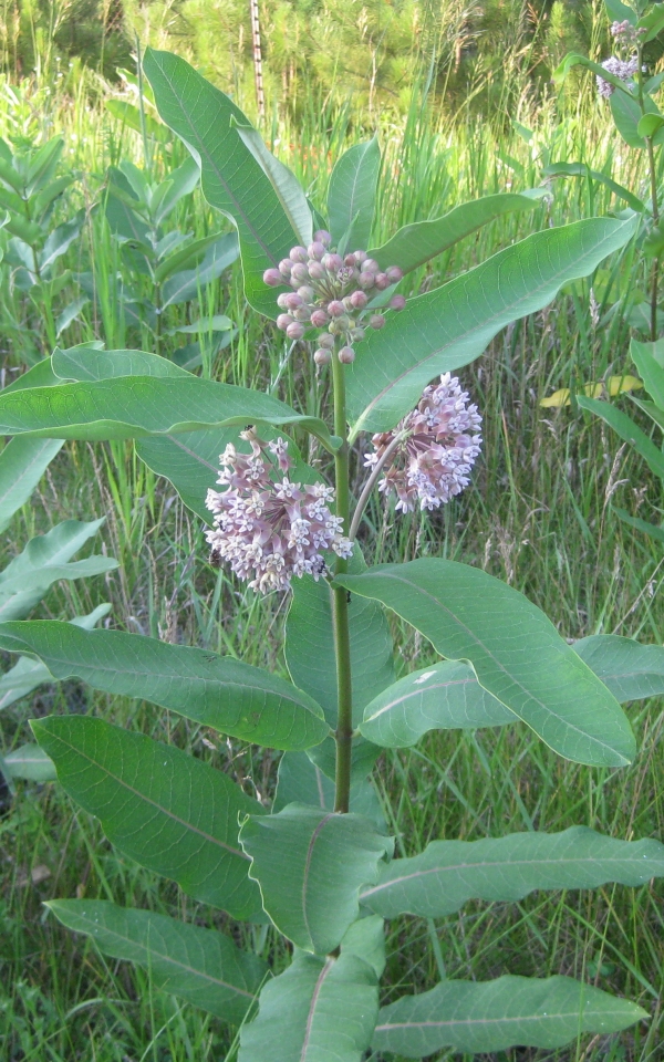 Common Milkweed [Asclepias syriaca]