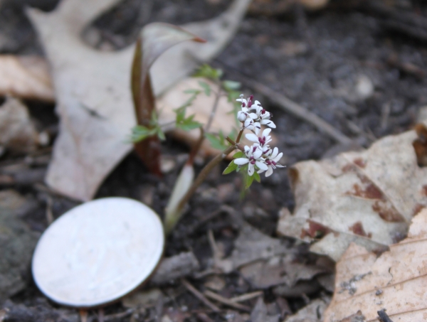 Harbinger of Spring [Erigenia bulbosa]