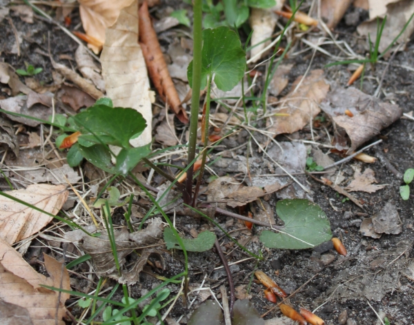 Small-flowered Crowfoot [Ranunculus abortivus]