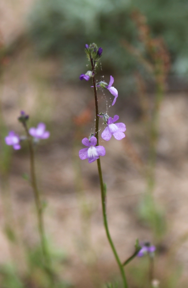 Blue Toadflax [Linaria canadensis]