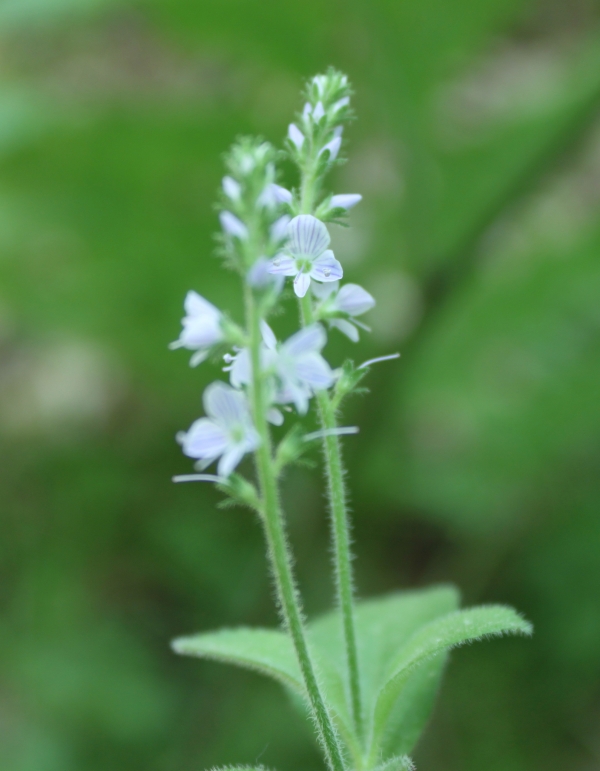 Common Speedwell [Veronica officinalis]