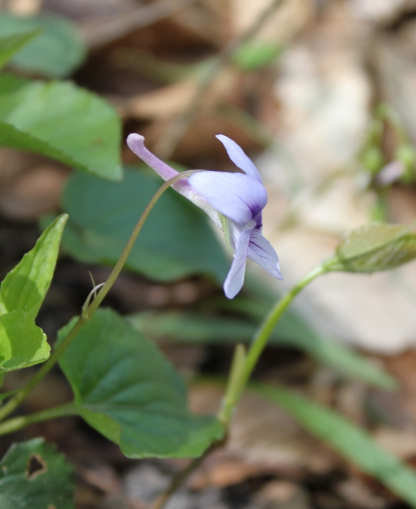 Long-spurred Violet [Viola rostrata]