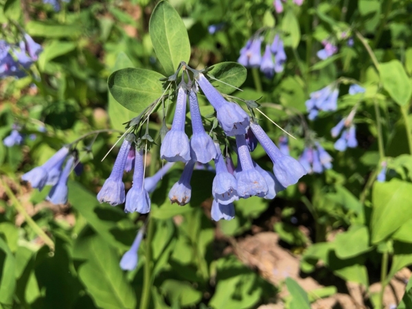 Virginia bluebell [Mertensia virginica]