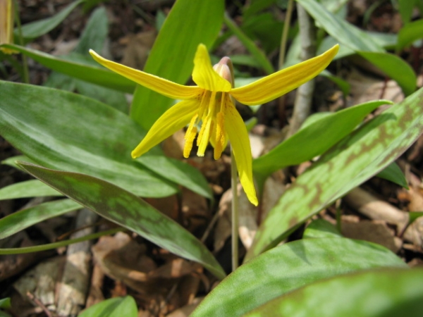 Trout Lily [Erythronium americanun]