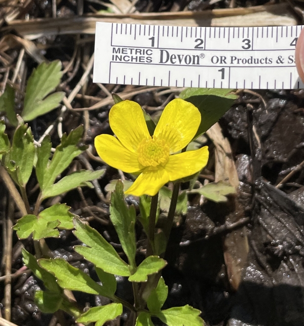 Hispid Buttercup [Ranunculus hispidus]