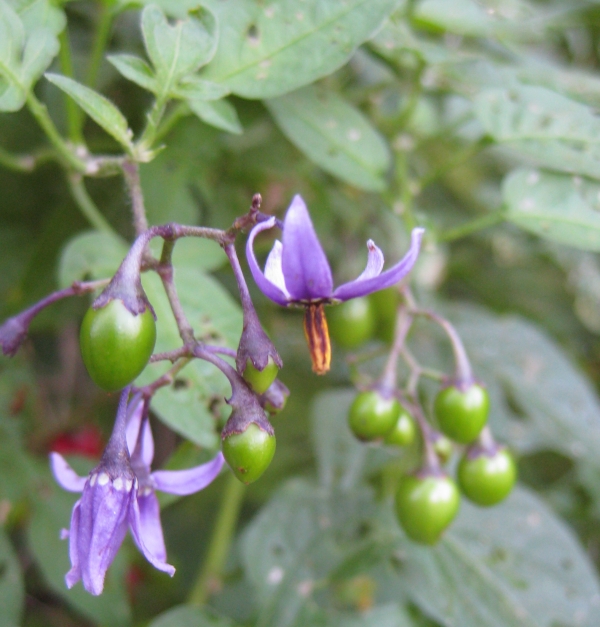 Bittersweet Nightshade [Solanum dulcamara]