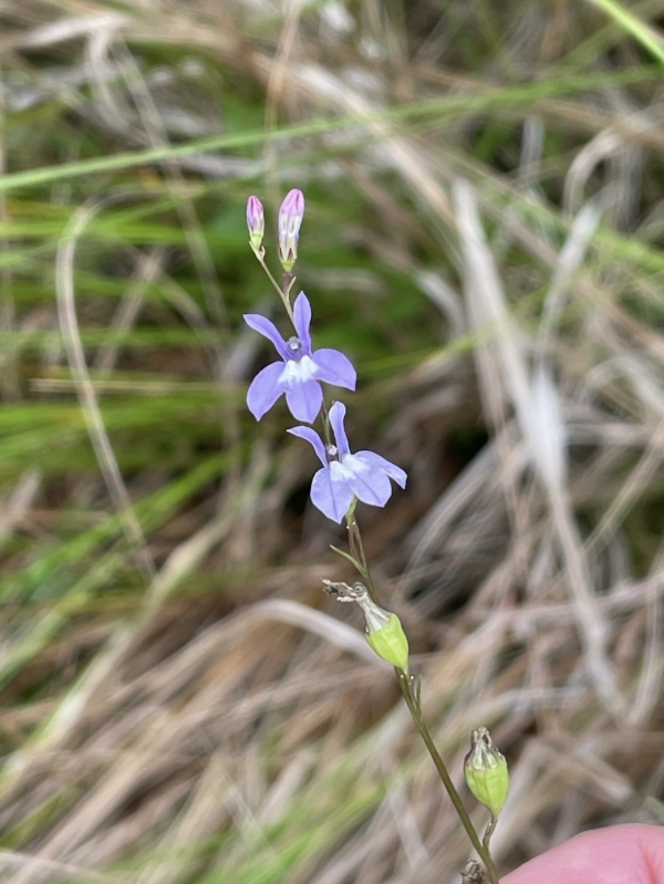 Brook Lobelia [Lobelia kalmi]
