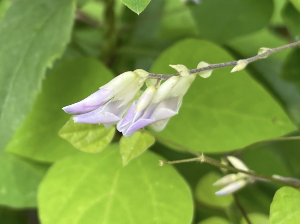 Hog peanut [Amphicarpaea]