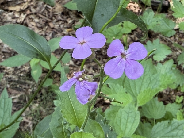 Dames Rocket [Hesperis matronalis]