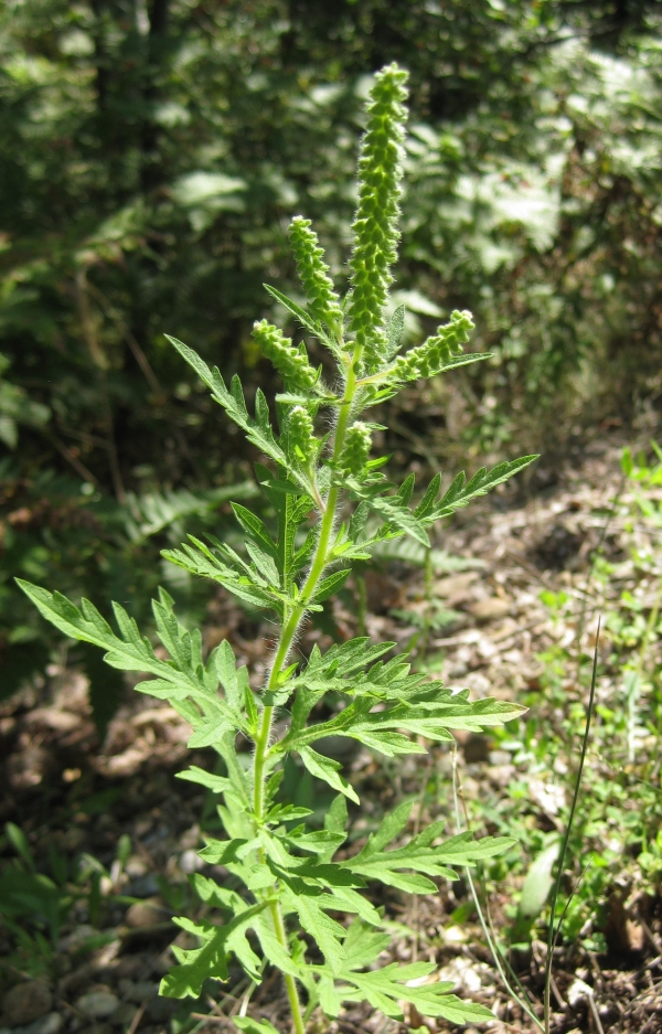 Common Ragweed [Ambrosia artemisiifolia]