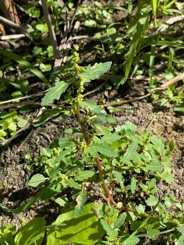 Oak-leaved Goosefoot [Chenopodium glaucum]