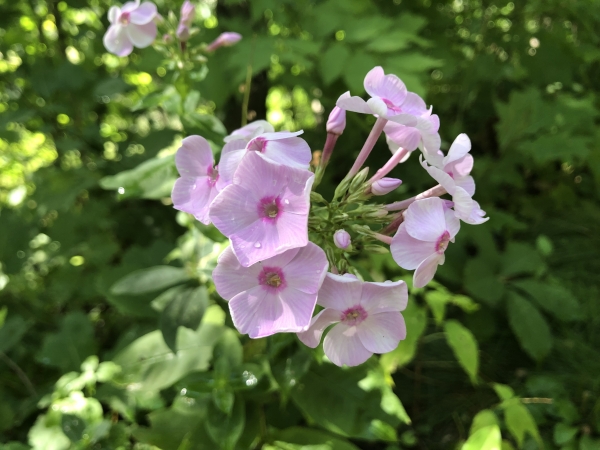 Garden Phlox [Phlox paniculata]