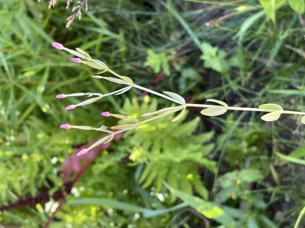 American willowherb [Epilobium ciliate]