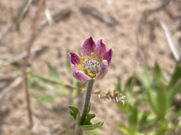 Red Anemone [Anemone multifida]