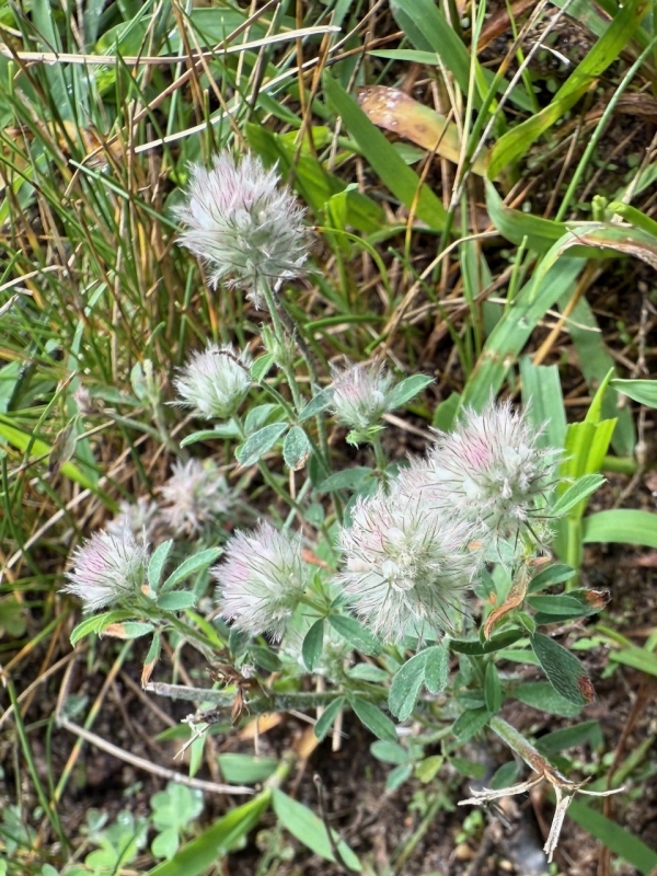 Rabbit-foot Clover [Trifolium arvense]